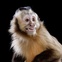 Capuchin Monkey