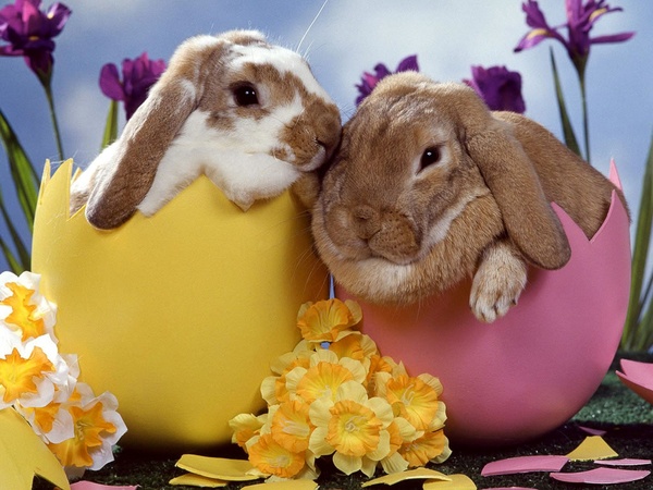 News_Easter eggs_bunny