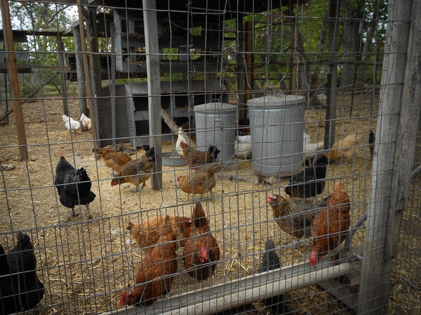 Austin Photo Set: News_Kerri Lendo_Chickens_Nov 2011_1