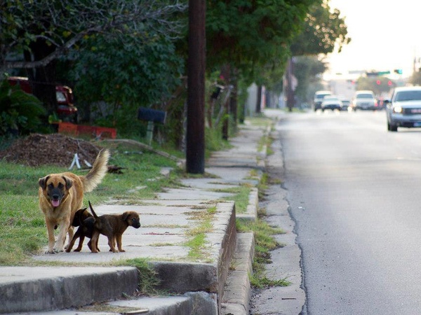 Barrio Dogs, stray dogs, January 2013