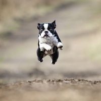 The Johnson Development Corporation presents Bark in the Park