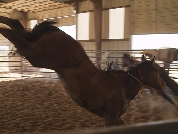 Unbranded documentary, mustang, horse, cowboy