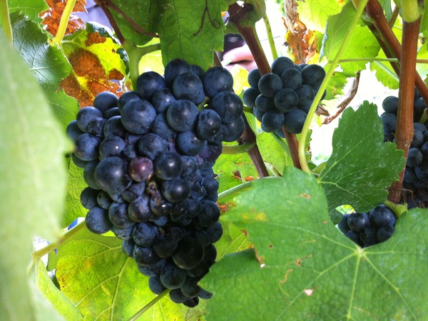Joel, Messina Hof, July 2012, grapes