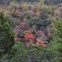 Lost Maples State Natural Area