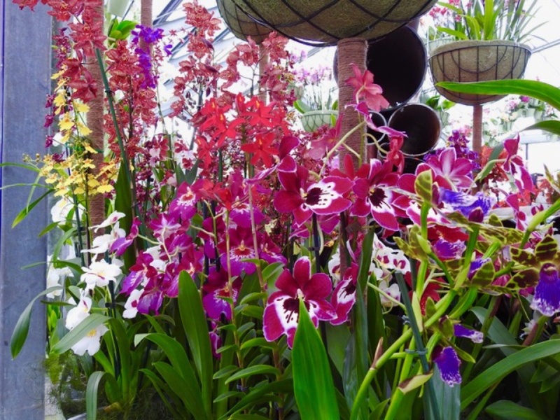 rare orchids
