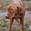 Forgotten Dogs, stray dogs, January 2013