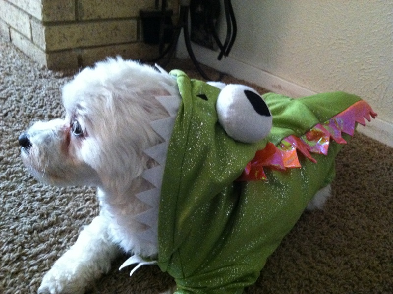 Dog in dragon costume