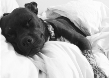 Austin Photo Set: News_caitlin_apa kermit_feb 2013_sleeping dog