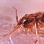 News_Bed bugs_August 10