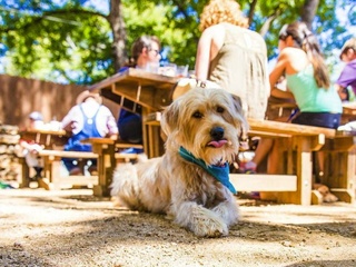 Banger's Sausage Dog Friendly