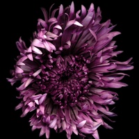Pecan Street Gallery presents Pop-up Art Gallery "Color Pops - Portals Within" opening reception