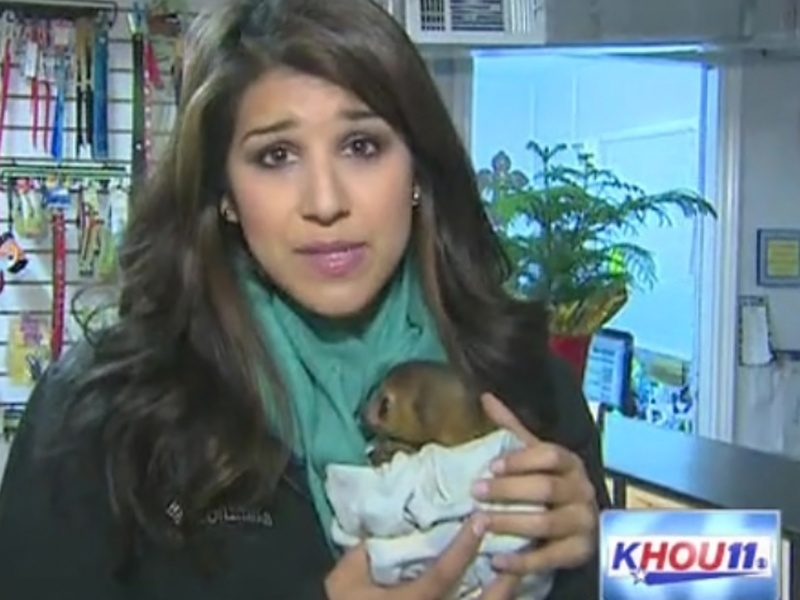 pet stores in houston that sell puppies slideshow horrific animal crime pack of dogs scale a fence to murder a kangaroo pet stores in houston that sell puppies slideshow horrific animal crime pack of dogs scale a fence to murder a kangaroo