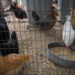Austin Photo Set: News_Kerri Lendo_Chickens_Nov 2011_2