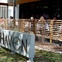 Haven, patio, crowd, sign