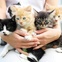 Austin Photo Set: News_Sam_kitty palooza_june 2012_women holding cats