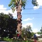 100-year-old American Sycamore tree at Oxford St. Houston Heights cut 