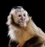 Claire St. Amant: Monkey masters vending machine and more links we love right now