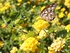 Marika Rafte: Bayou Planting Guide helps your garden grow: Five foolpoof plants that thrive in the Houston climate