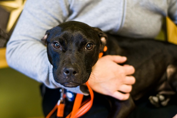 Austin Photo Set: News_Karen_Pittbulls_feb 2012_black2
