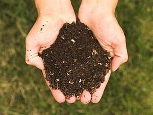 News_Living Green_plant in compost_placeholder
