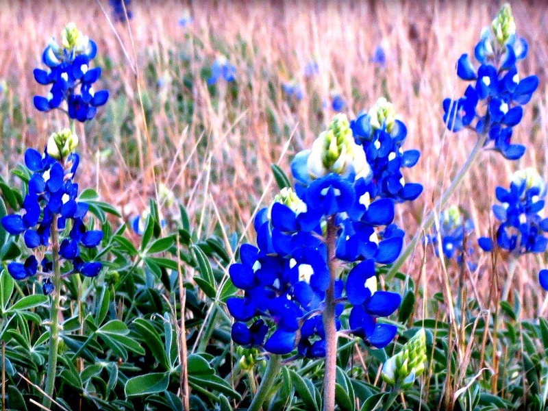 first day of spring, Texas Hill Country, bluebonnets