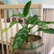 2, New Living, nursery products, baby, plant