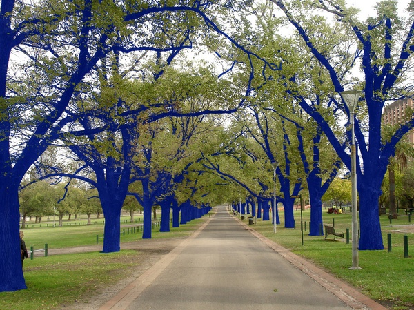 Blue Trees, Konstantin Dimopoulos, Australia