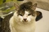 Ryan Lakich: APA! introduces Walter, the laid-back kitty who loves his toys