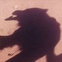 dog, shadow, wolf