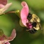 Native North American bee