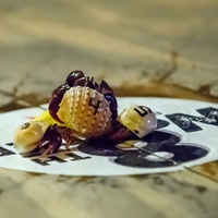 Little Woodrow's presents Hermit Crab Races Fridays