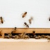 Bees in the apiary on the rooftop of Trace