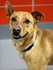 Jennifer Chininis: Wyoming the shepherd mix is a 45-pound bundle of joy