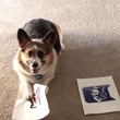 zoe dog cute ncaa bracket animals