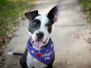 STAG Provisions presents Dog Days of Summer