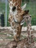 Arden Ward: Newest and cutest Texans: Rare twin giraffes born in New Braunfels