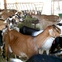 Austin Photo Set: News_Beth_Pure Luck_sep 2012_udders
