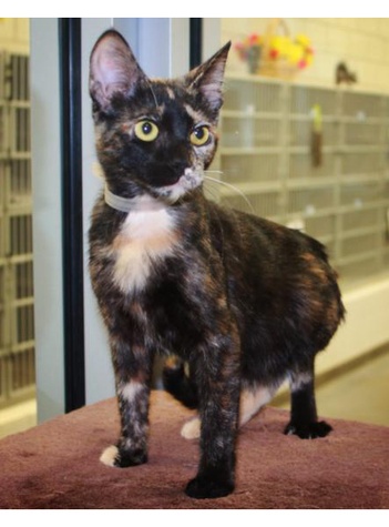 Cat Adoption Dallas Petsmart Cat Adoption Dallas Petsmart