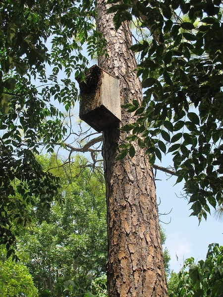 News_Katie_Patsy Cravens_Once a screech owl box now inhabited by bees