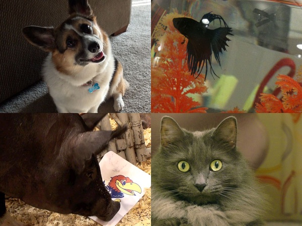 animals bracket