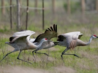 Galveston Island Nature Tourism Council's "Breakfast with the Sandhill Cranes"