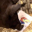 animals bracket