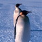 Penguins