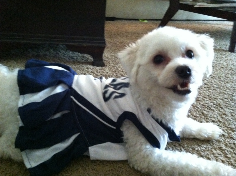 Dog in Dallas Cowboys cheerleader costume
