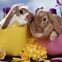 News_Easter eggs_bunny