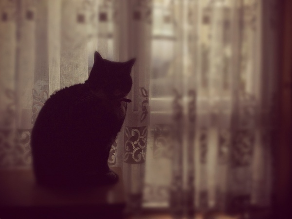 cat, silhouette, window, curtains