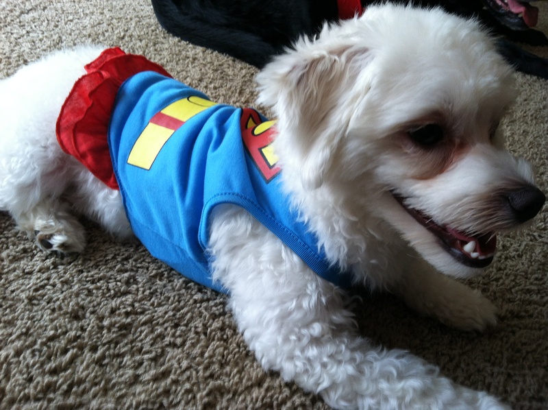 Superman dog
