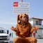 Kalon McMahon, Justin Bieber, Goodbones, dog