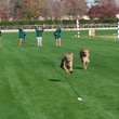 Houston Zoo, Cheetah, Kito and Kiburi, Sam Houston Racepark, December 2012