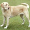 dog, pet